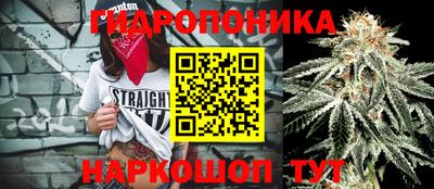 прущие крисы Гай