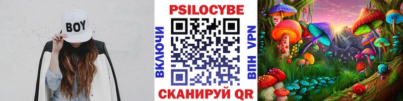 Галлюциногенные грибы Psilocybe  ОМГ ОМГ вход  Знаменск  как найти наркотики 