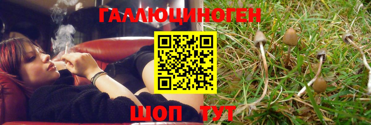 Псилоцибиновые грибы Psilocybe Знаменск